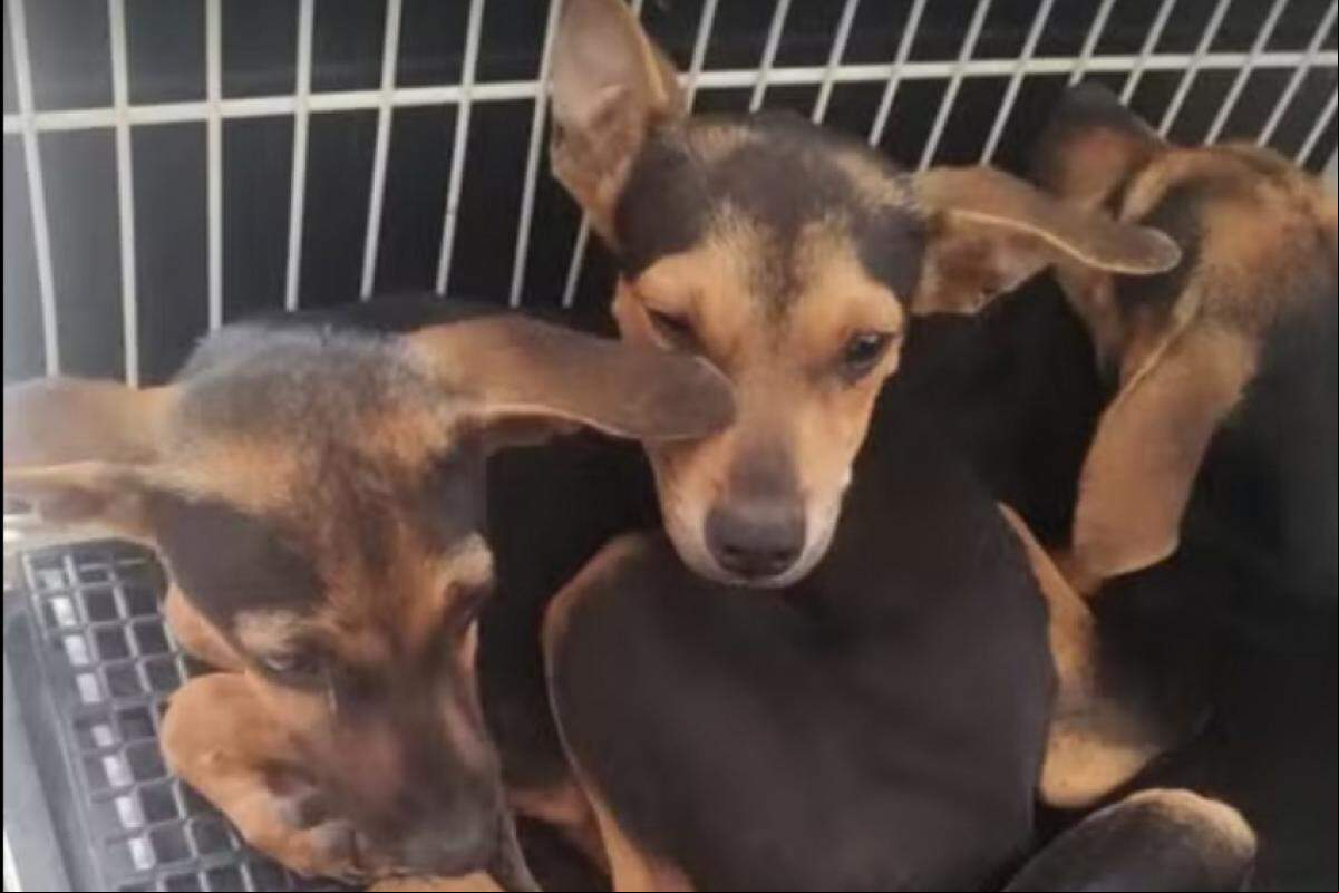 Animal e filhotes foram resgatados no bairro Morada dos Nobres