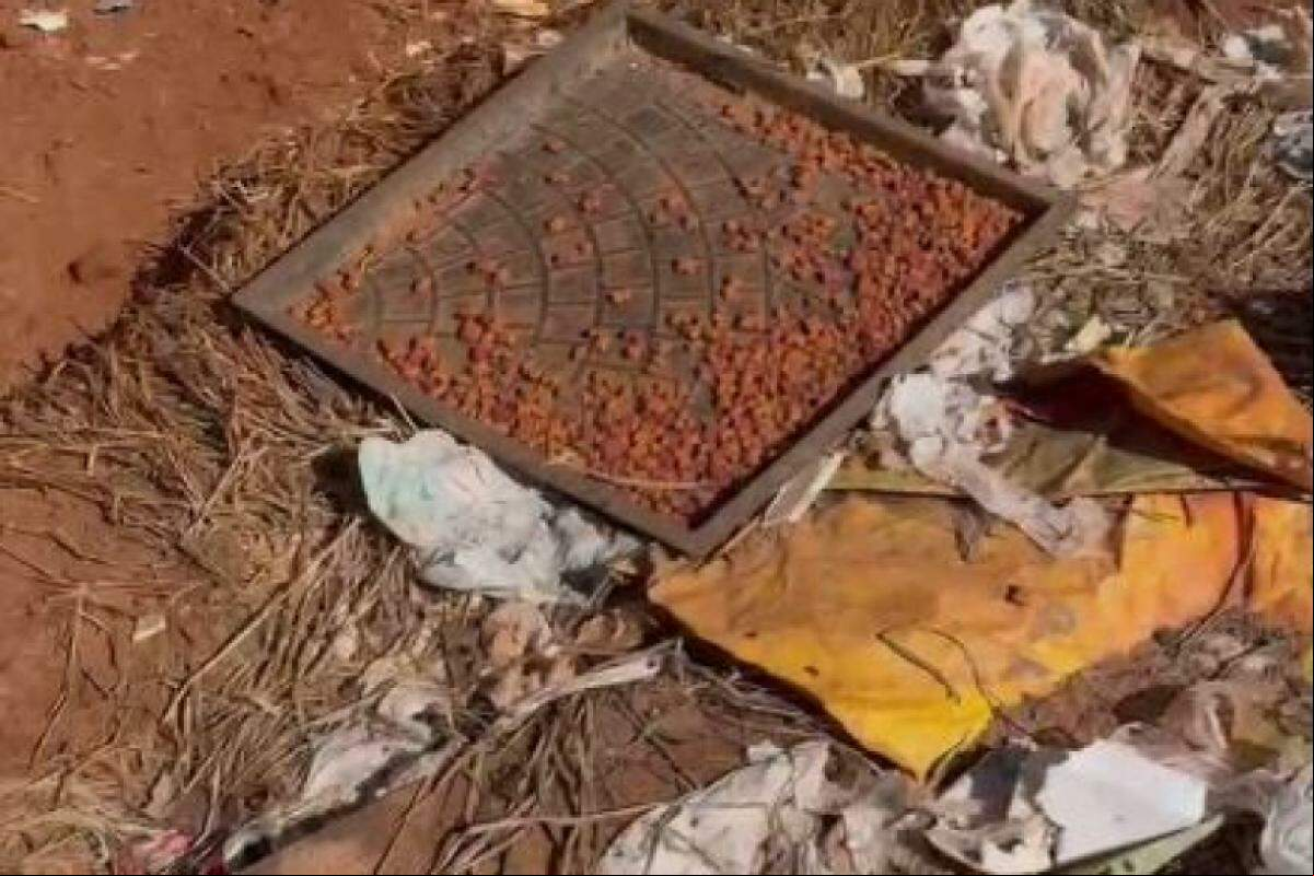 Animais, bastante desnutridos, estavam vivendo no meio do lixo e do entulho